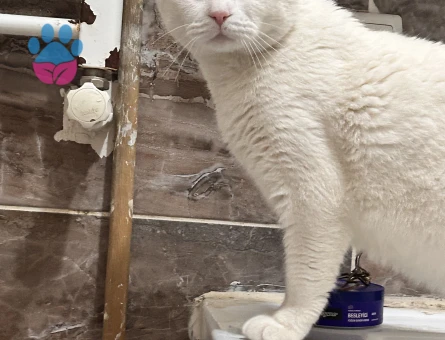 1 Yaşında British Shorthair Erkek Kedimiz