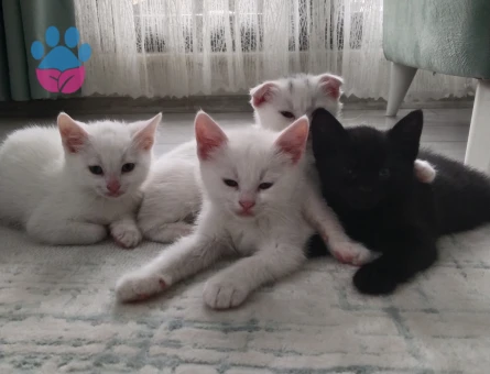 2 aylık yavru kedi Dişi