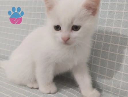 2 aylık yavru kedi Dişi