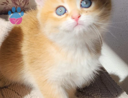 British shorthair