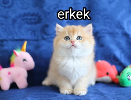 British Shorthair Golden Erkek 2 Aylık Topaç Kafa