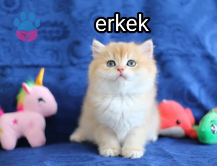 British Shorthair Golden Erkek 2 Aylık Topaç Kafa