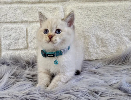 British Shorthair Blupoint Erkek 2 Aylık