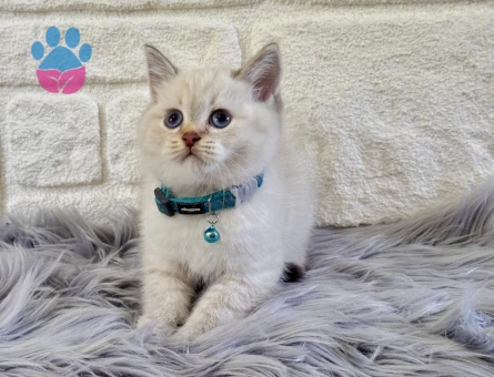 British Shorthair Blupoint Erkek 2 Aylık
