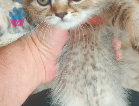 Şirin scotish akıllı bıdık brisitih hala sahiplerini Şartları görüşülecektir