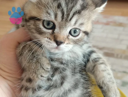 Şirin scotish akıllı bıdık brisitih hala sahiplerini Şartları görüşülecektir