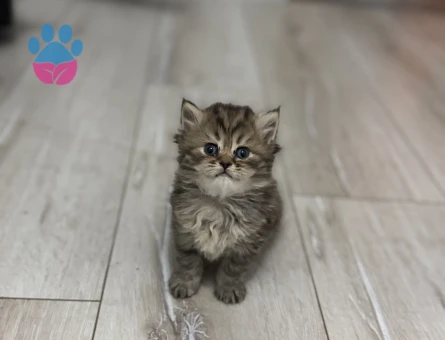 British Longhair 1 Yaşında Yuva Arıyorum