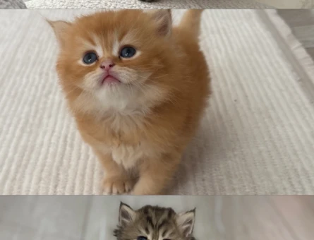 British Longhair 1 Yaşında Yuva Arıyorum - 4576
