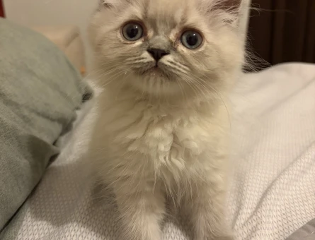 British Shorthair 2.5 aylık dişi kedi - 4583