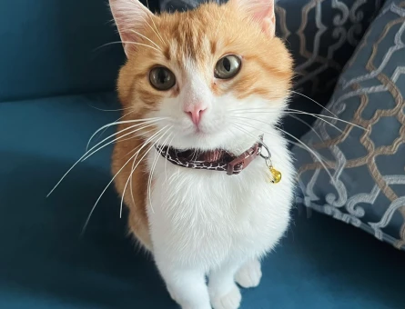 4 yaşında kedi - 5159