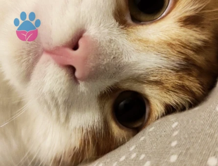 4 yaşında kedi