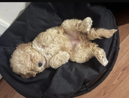 Toy Poodle 3 Aylık Aşıları tam - 5161