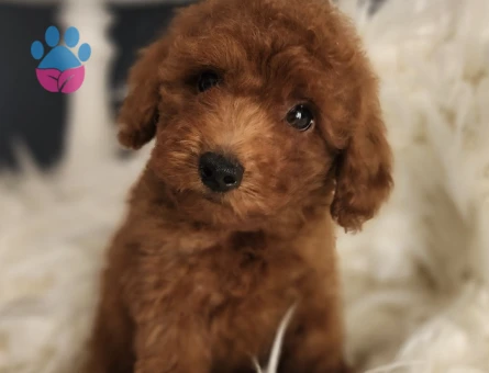 Veteriner teknikerinden ırk ve sağlık garantili Toy Poodle - 5162