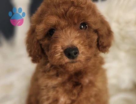 Veteriner teknikerinden ırk ve sağlık garantili Toy Poodle