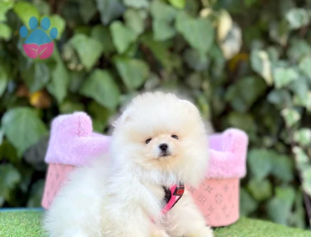 PANDA SURAT POMERANİAN BOO
