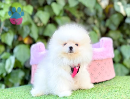 PANDA SURAT POMERANİAN BOO