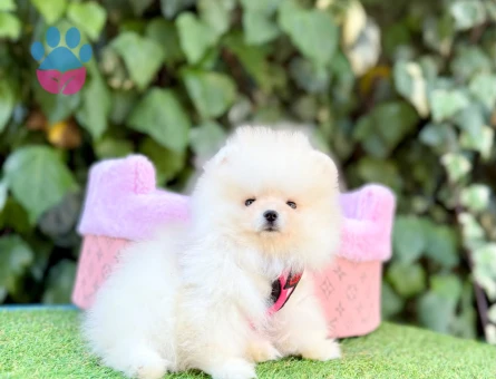 PANDA SURAT POMERANİAN BOO