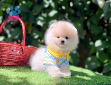 POMERANİAN BOO YAVRUMUZ