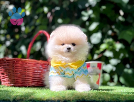 POMERANİAN BOO YAVRUMUZ