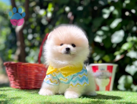 POMERANİAN BOO YAVRUMUZ