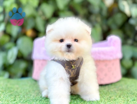 TADDY BEAR POMERANİAN BOO