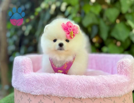 TEACUP POMERANİAN BOO YAVRUMUZ