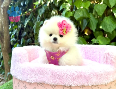 TEACUP POMERANİAN BOO YAVRUMUZ