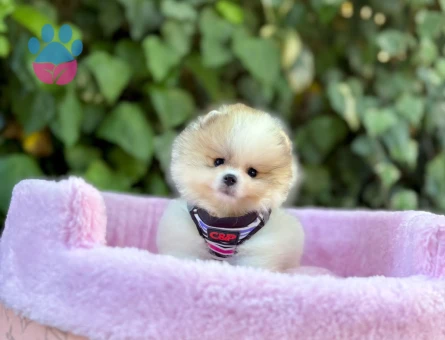 DÜNYALAR GÜZELİ POMERANİAN BOO YAVRUMUZ