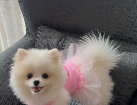 Pomeranian Boo 7 Aylık - 5178