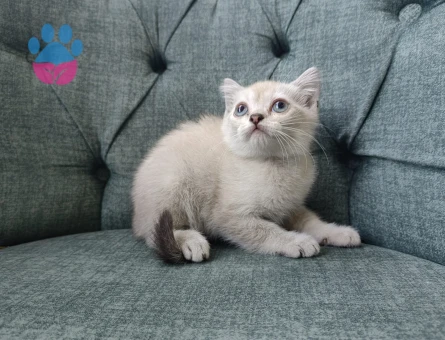 British Shorthair 2 Aylık Dişi ve Erkek Yavrular