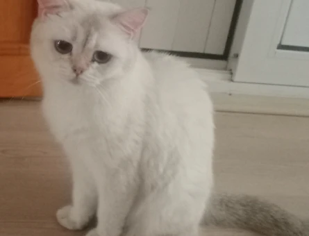 British Shorthair Kedim Yuva Arıyor - 5185