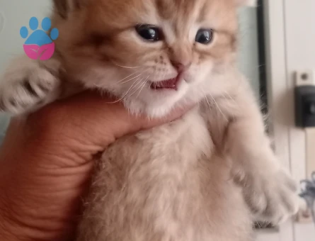 British Shorthair Kedim Yuva Arıyor