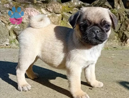 Baby face golden bebeklerimizz