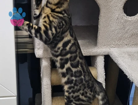 Full secereli Bengal Yavrular