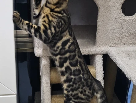 Full secereli Bengal Yavrular