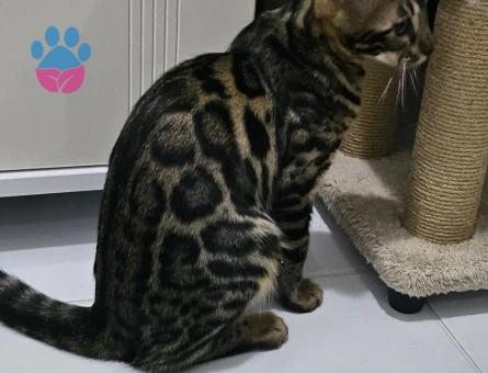 Full secereli Bengal Yavrular