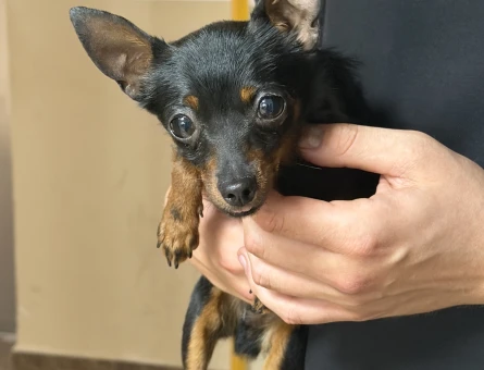 Pinscher yavru - 6788