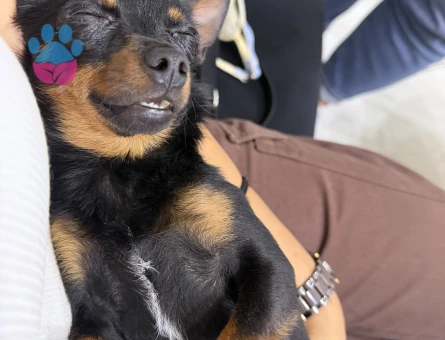 Pinscher yavru
