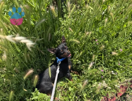 Pinscher yavru
