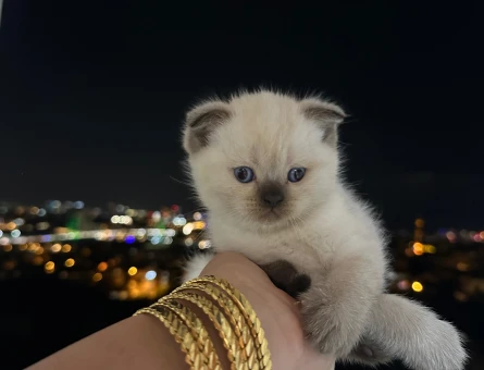 Scottish Fold Yavrular Dişi - 6791