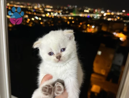 Scottish Fold Yavrular Dişi