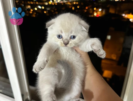 Scottish Fold Yavrular Dişi