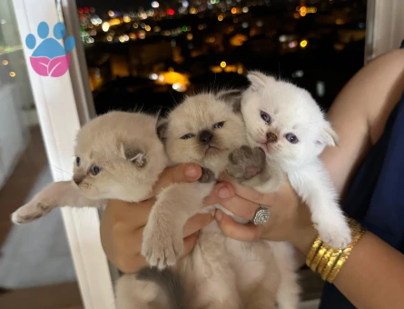 Scottish Fold Yavrular Dişi