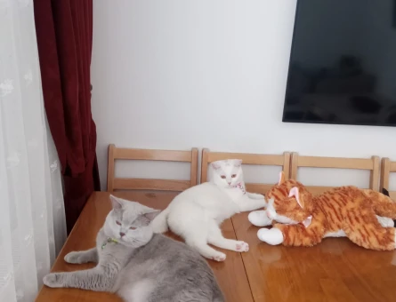 British Shorthair Pamuk 9 aylık - 6792