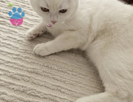 British Shorthair Pamuk 9 aylık