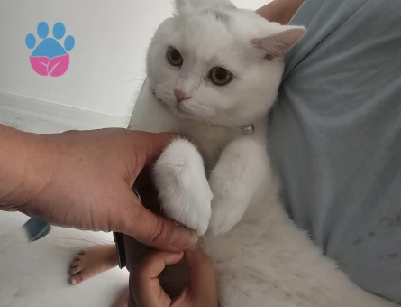 British Shorthair Pamuk 9 aylık