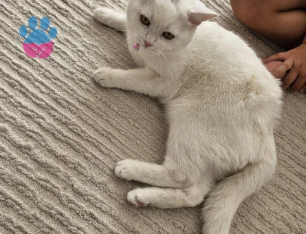 British Shorthair Pamuk 9 aylık