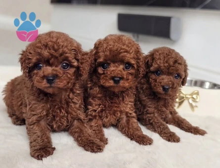 KORE KAN TOY POODLE YAVRULARI