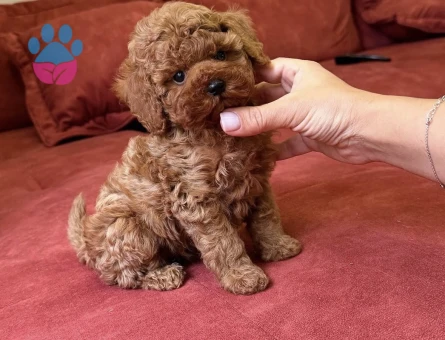 MUHTEŞEM KALİTE TOY POODLE YAVRULARIMIZ