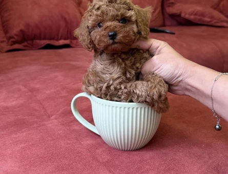 MUHTEŞEM KALİTE TOY POODLE YAVRULARIMIZ - 6794